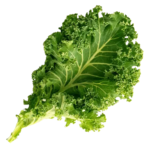 Discover These 15 Vegetable Names to Boost Your Daily Nutrition 5 15 Vegetable names